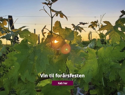 Mousserende vine til forårsfesten